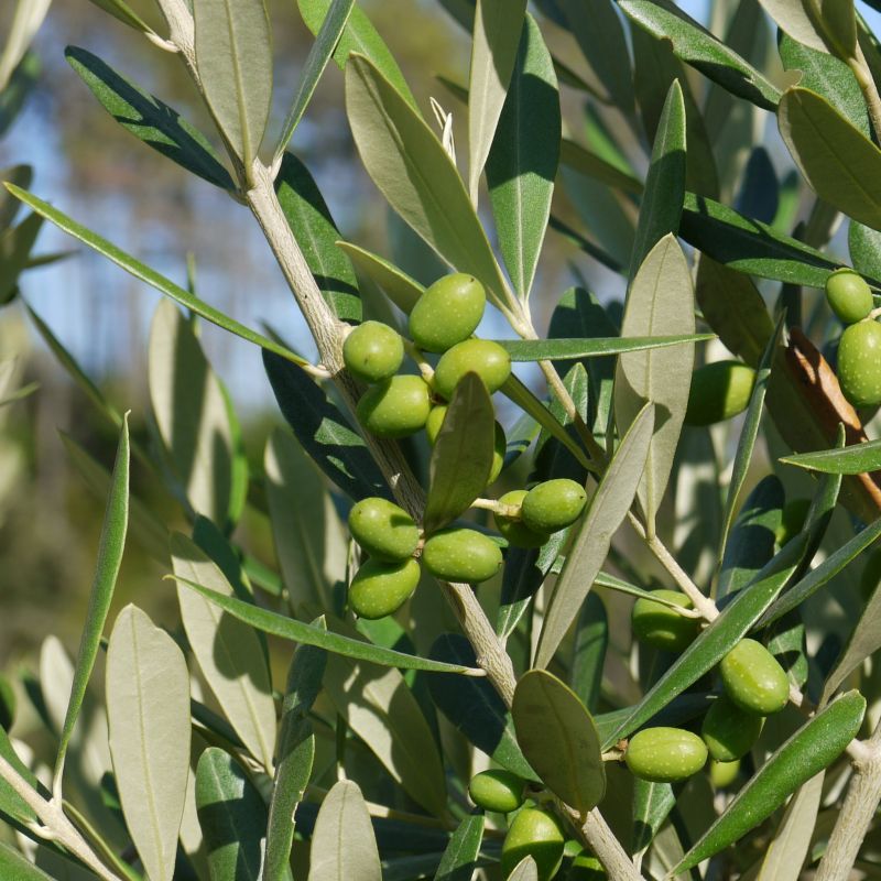 sonnengereifte spanische Oliven - für das edle Olivenöl - Tapas4you - Augsburg- Bild 1