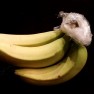 Bananen mit Hilfe von Frischhaltefolie länger frisch halten